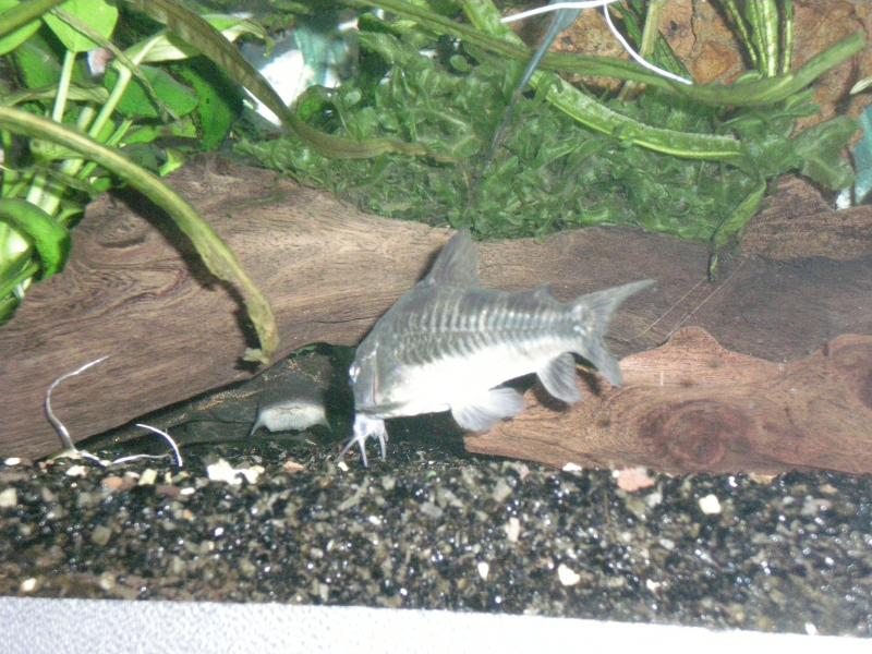 Corydoras Paleatus 01