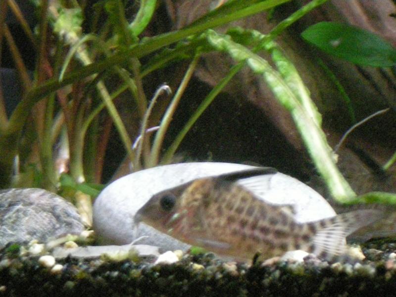 Corydoras Swarzi 01