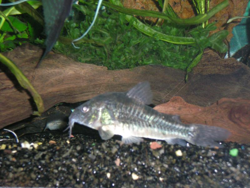 Corydoras Paleatus 02