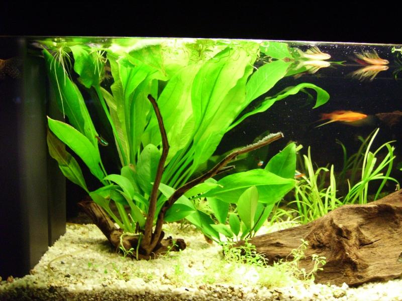 echinodorus bleheri