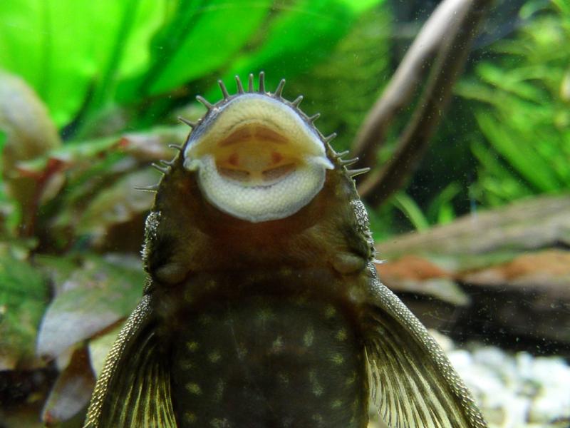 ancystrus