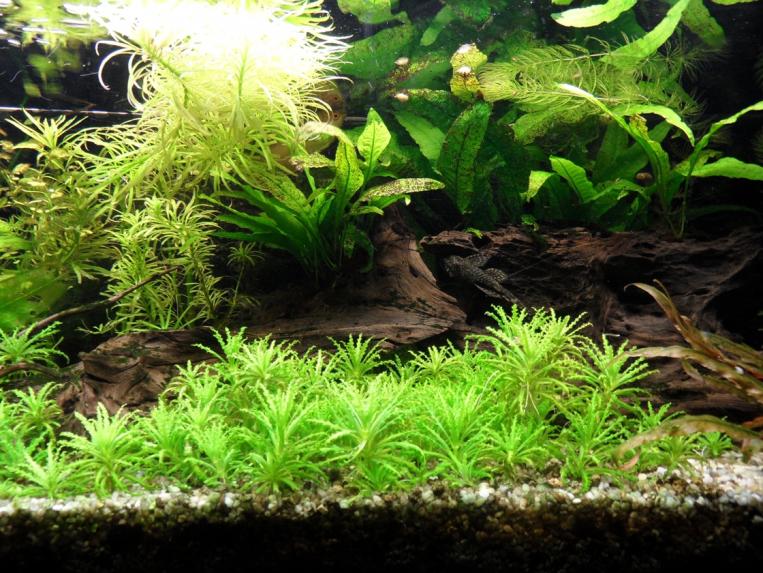 pogostemon helferi