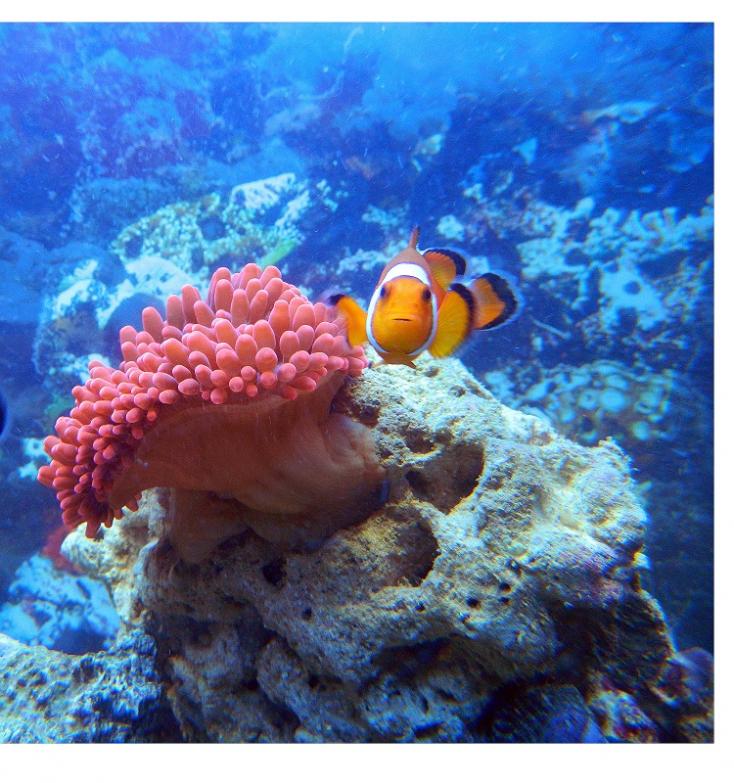 Amphiprion ocellaris e Entacmaea quadricolor
