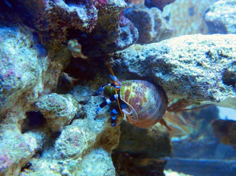 Calcinus Elegans