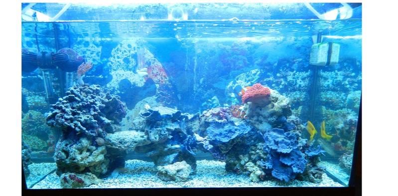 il mio reef