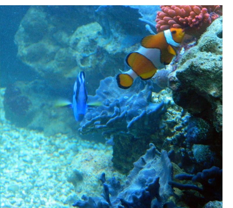 Amphiprion ocellaris e paracanthurus hepatus