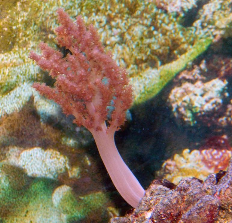 Capnella sp