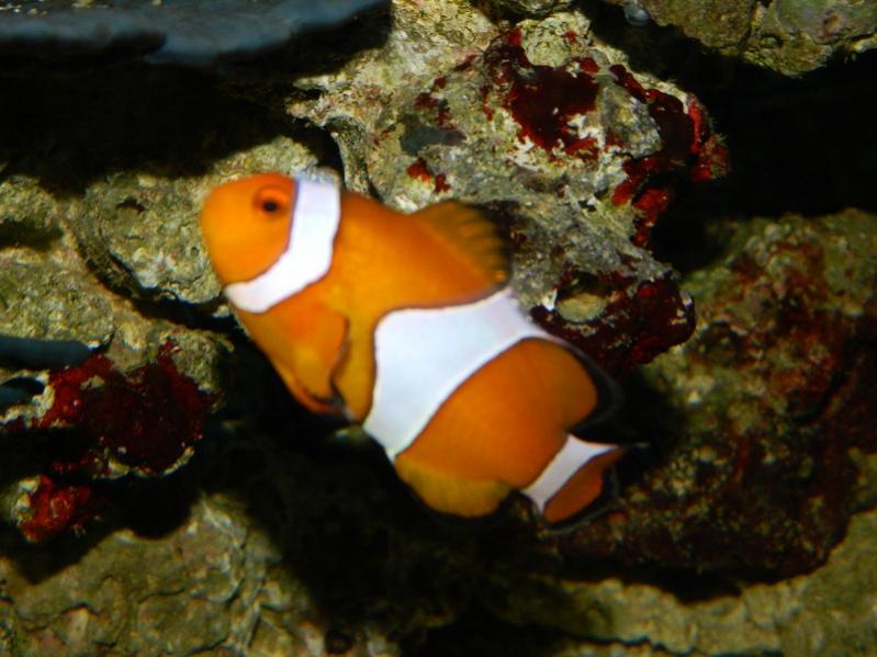 Amphiprion ocellaris
