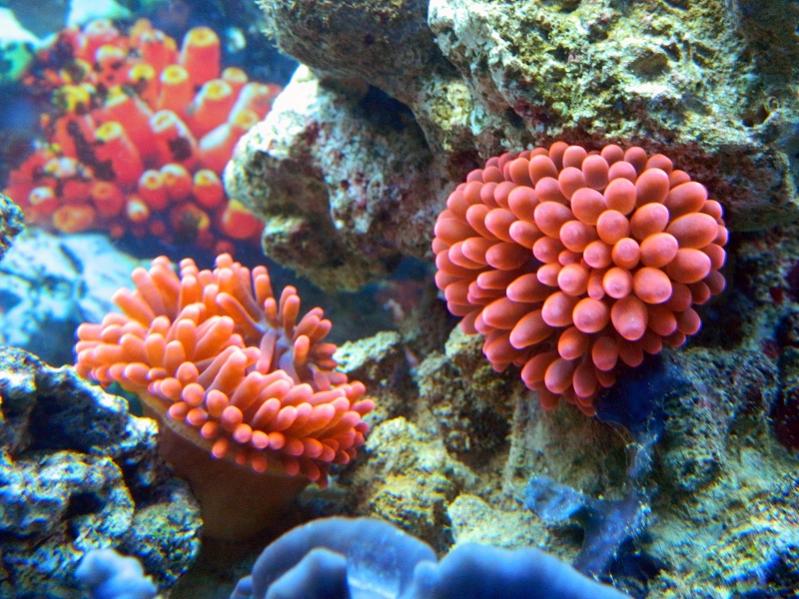 Entacmaea quadricolor