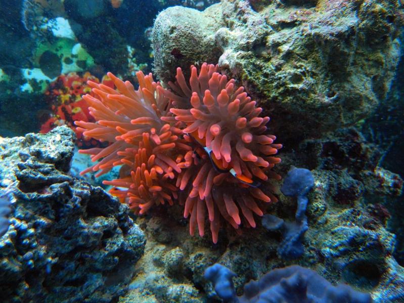 Entacmaea quadricolor