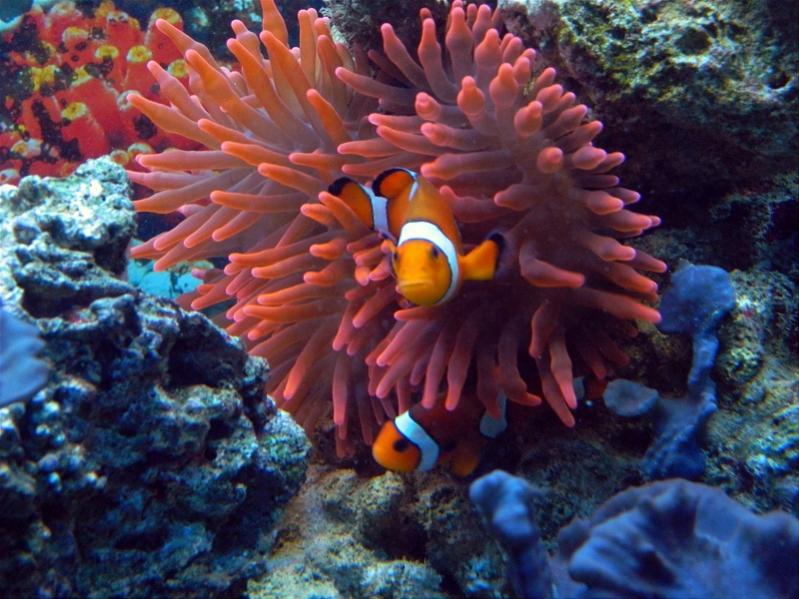 Entacmaea quadricolor e Amphiprion ocellaris
