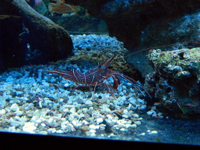 Rhynchocinetes Uritai