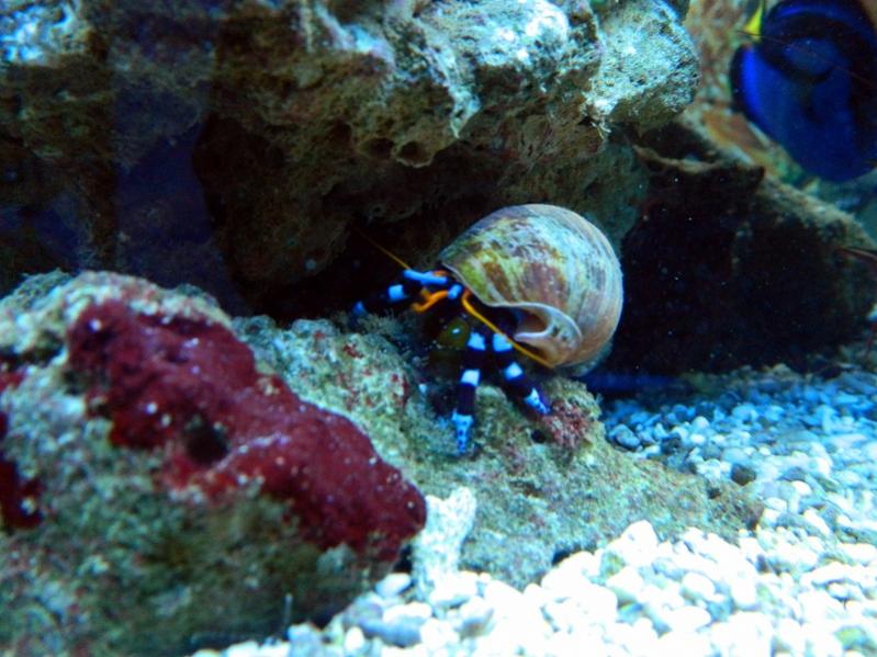 Calcinus Elegans