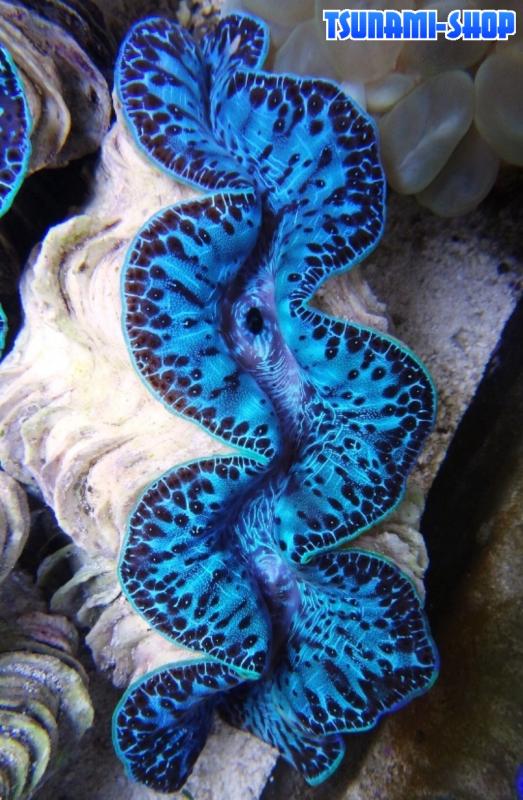 Tridacna tuamotu 2T cm12 130