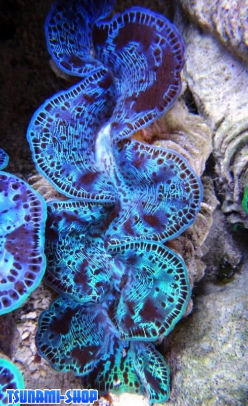 Tridacna tuamotu 3T cm 12 130