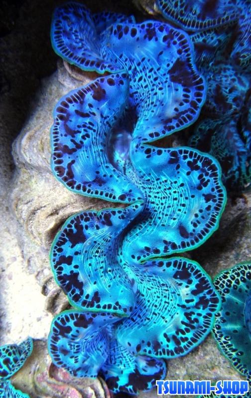 Tridacna tuamotu 4T cm12 130