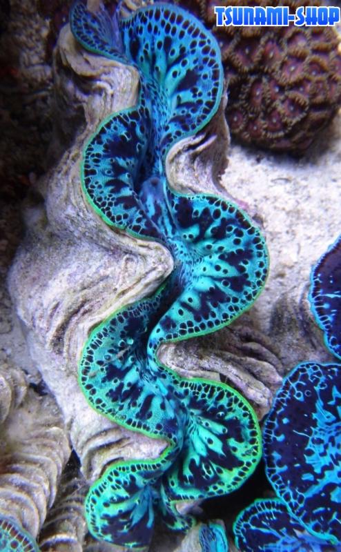 Tridacna tuamotu 5T cm 15 130