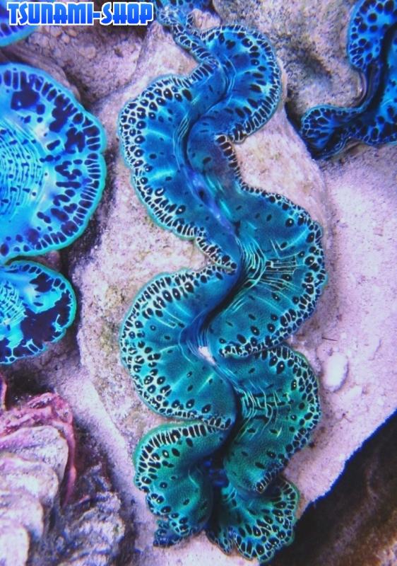 Tridacna tuamotu 6T cm 12 130