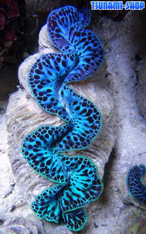 Tridacna tuamotu 7T cm12 130