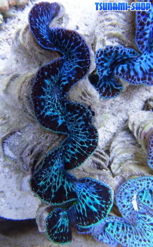 Tridacna tuamotu 8T cm12 130
