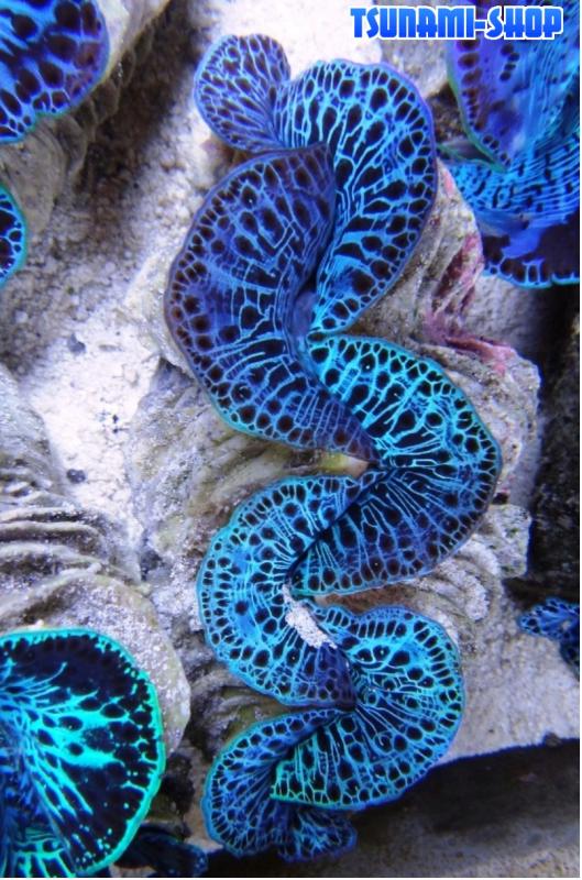 Tridacna tuamotu 9T cm12 130