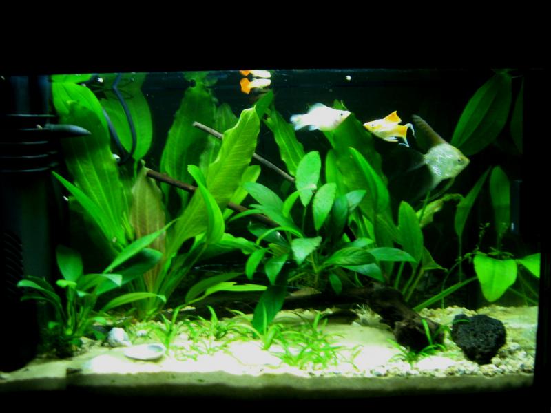 acquario2