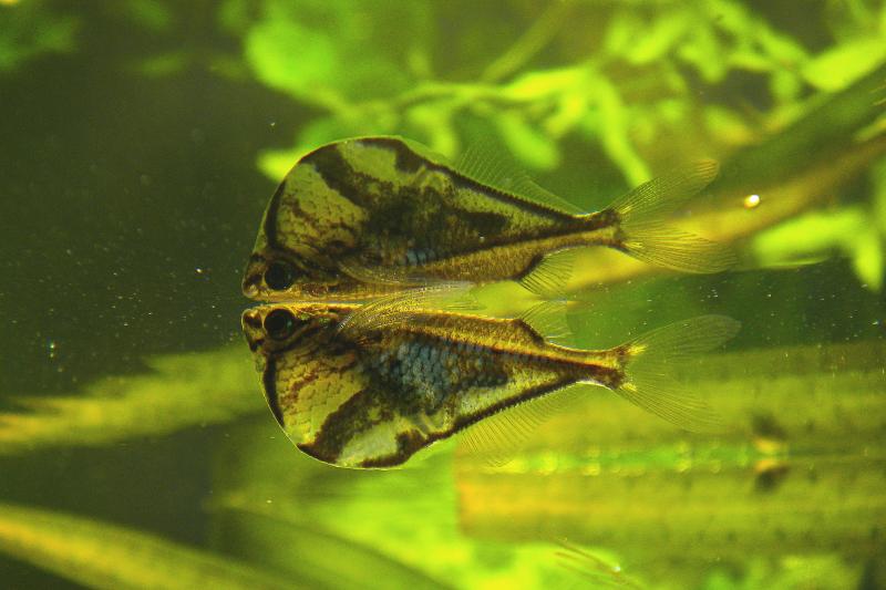 Carnegella Strigatta