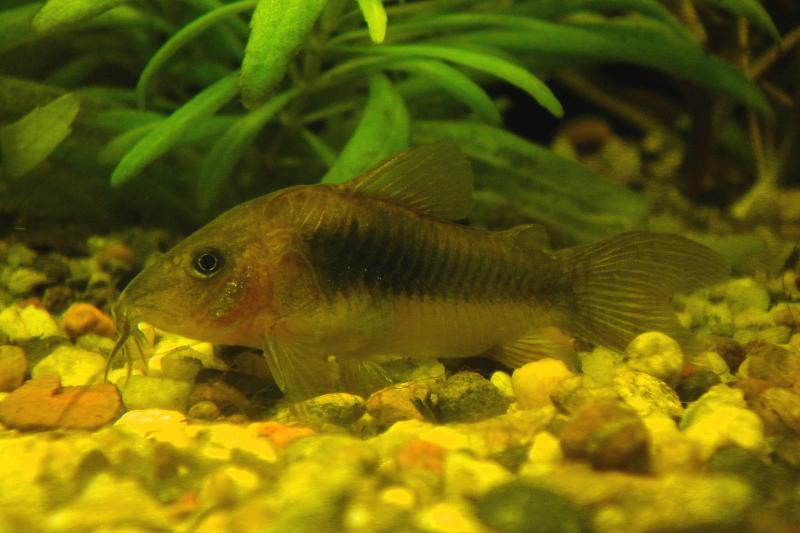 Coridoras Aeneus
