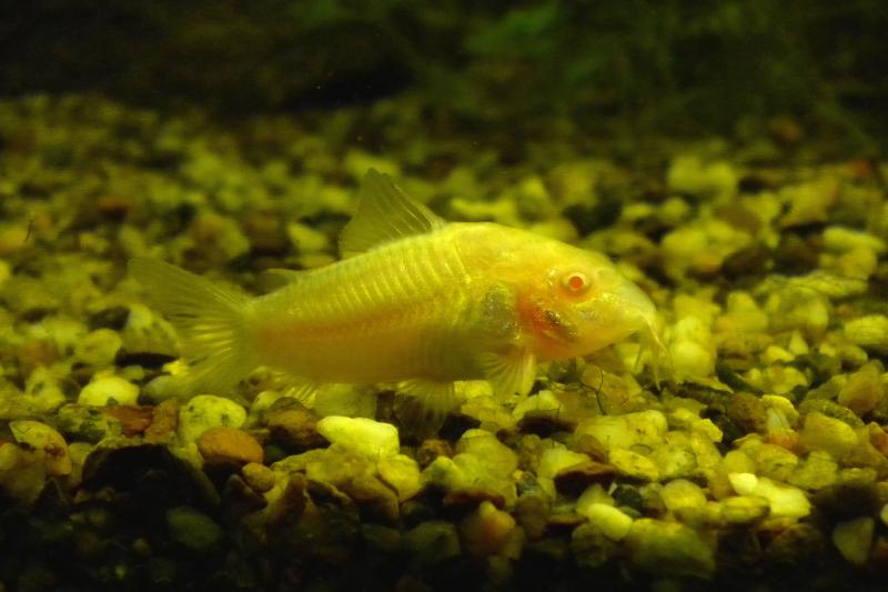 Corydoras Albino