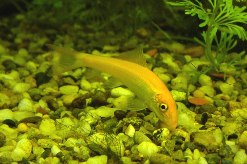 Gyrinocheilus Albino