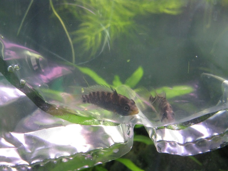 Livrea nera di quando sono spaventati, in questo caso durante l'ambientamento prima di essere messi in acquario.