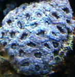Acanthastrea Blu