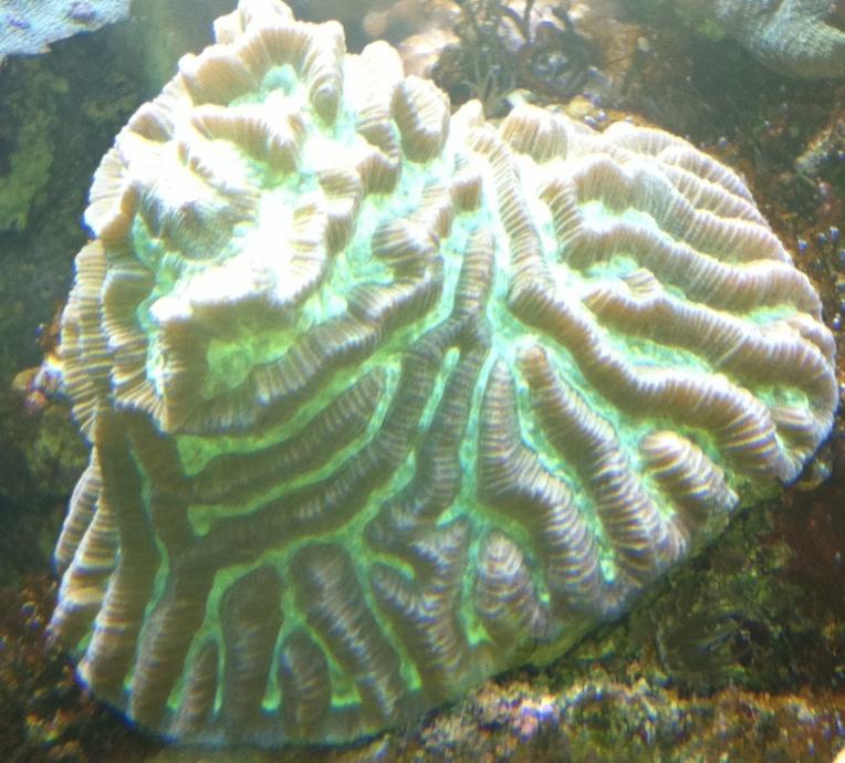 Platigyra