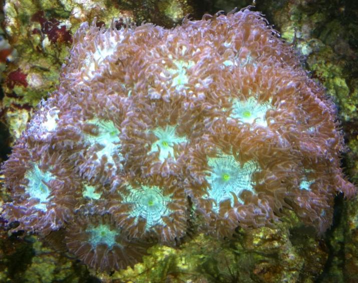 Blastomussa Merletti