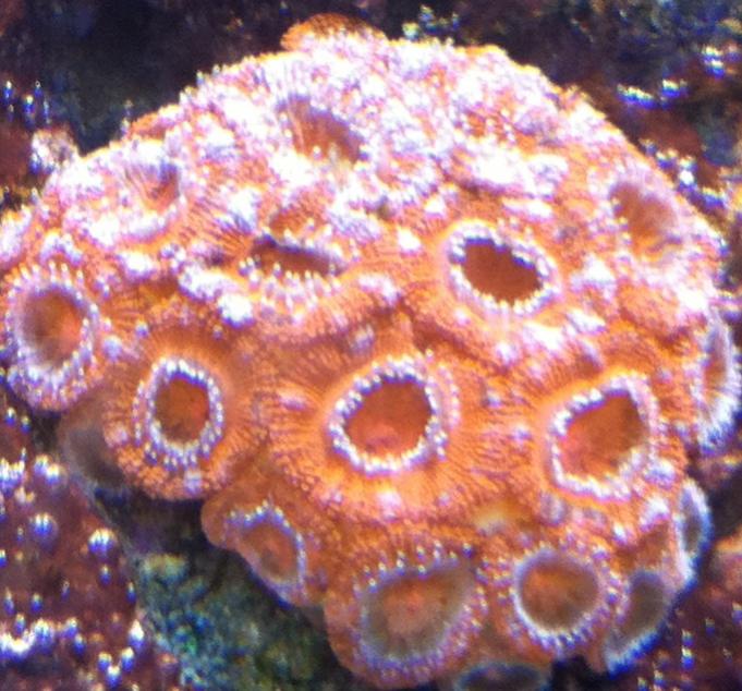 Acanthastrea Rosa