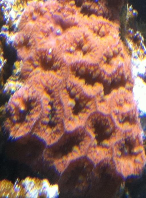 Blastomussa Rossa