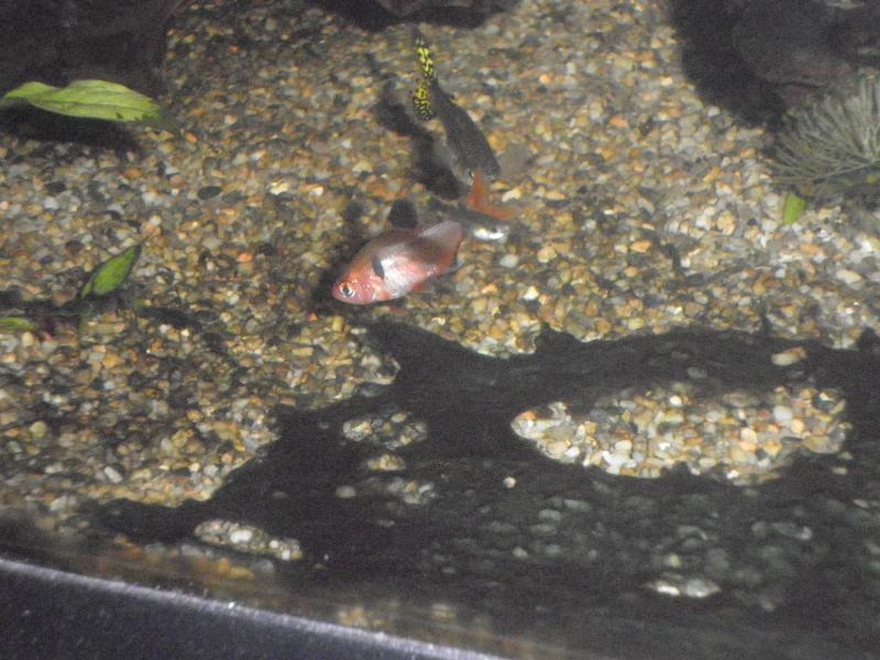 Tetra Serpe   26 Novembre 2011