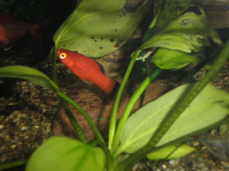 Platy1   26 Aprile 2012   1 giorno