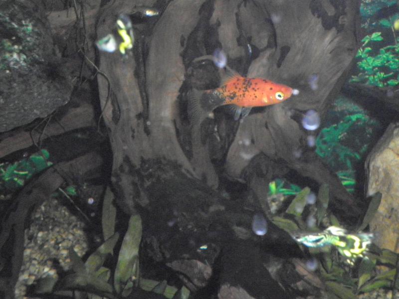 Platy4   26 Aprile 2012   1 giorno