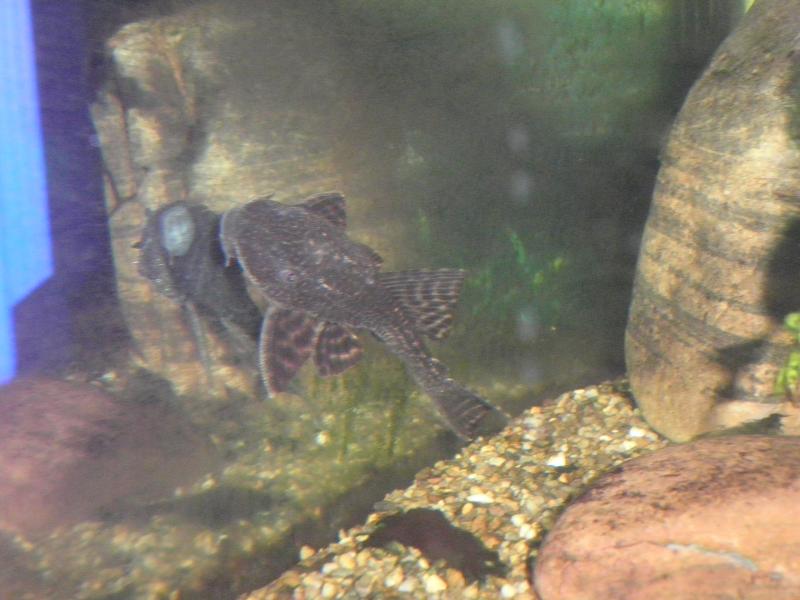 Plecostomus   15 Marzo 2012   4 giorni