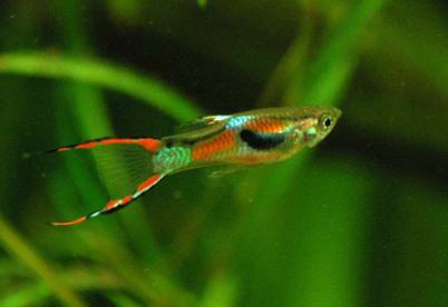 endl. double long tail