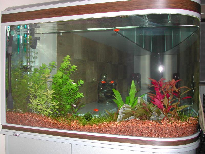primo acquario dopo 40 giorni dall'inserimento delle piante