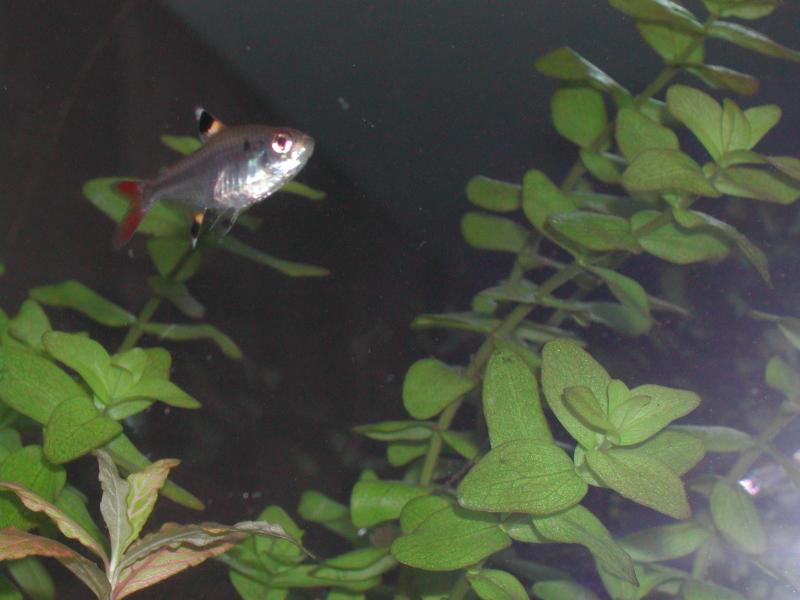 c' qualcuno che mi sa dire la specie di questo pesce.
Grazie