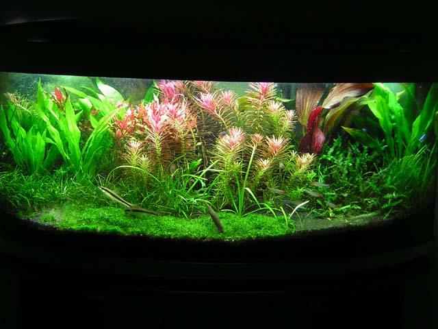 PANORAMICA 2