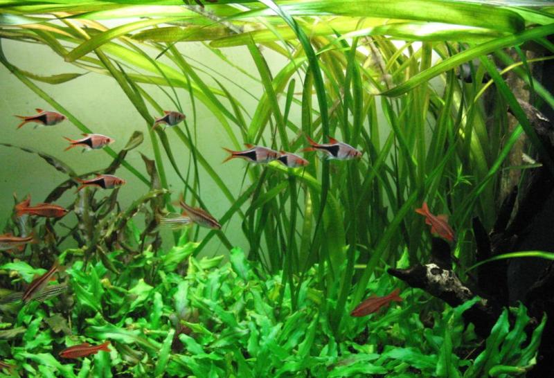 vallisneria