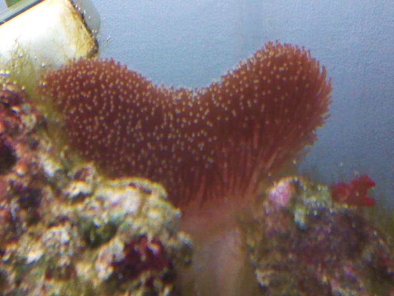Sarcophyton