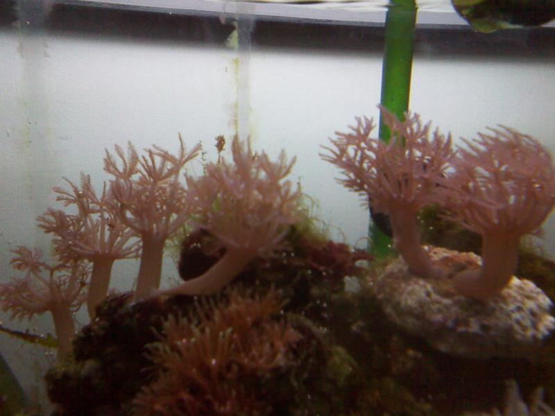 Xenia pumping