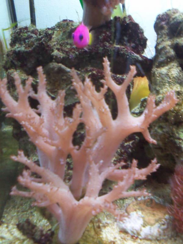Sinularia rosa