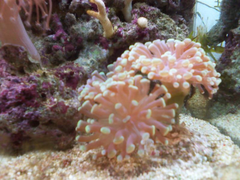 Euphyllia
