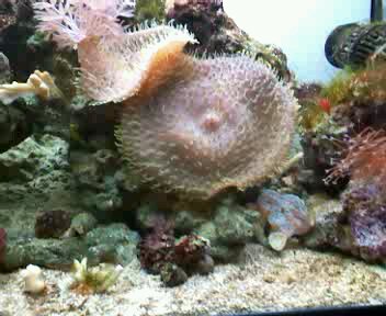 Rhodactis